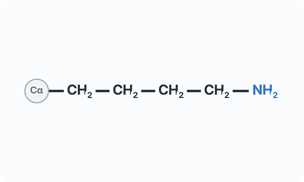 Side-chain diagram showing (CH₂)₄–NH₂ from the Cα attachment marker.